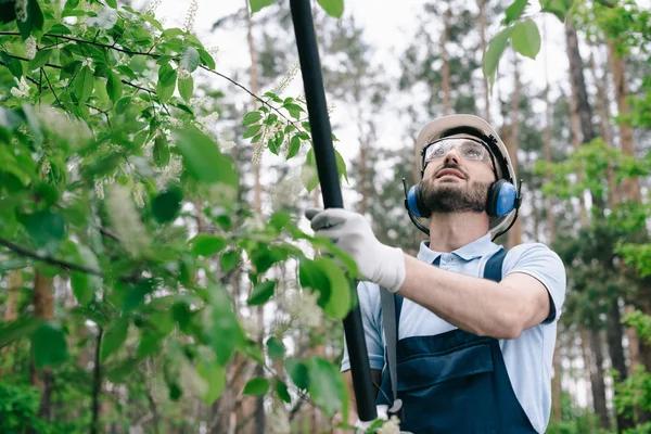 Why Homeowners Choose Tree Wise Men for Professional Tree Care